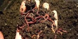 Vermiculture