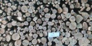 Sandalwood Logs