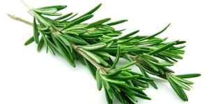 Rosemary