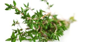 Thyme