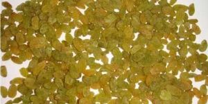 Aditya - Green Fine Quality Green Raisins