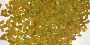 Aditya - Green Good Average Green Raisins