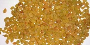 Aditya - Organic Golden Raisin