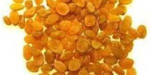 Aditya - Raisin Extra Fine Golden ( Deeping )