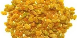 Aditya - Raisin Golden Superior ( Deeping )