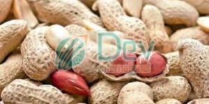 Shelled Groundnuts