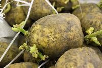 Seed Potatoes