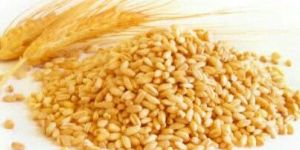 Chakki Wheat