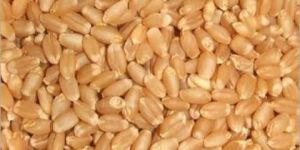 Sharbati Wheat