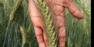 Wheat Seeds