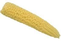 Corn Kernels