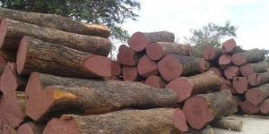 Neem Wood Logs