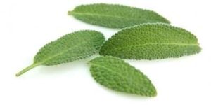 Fresh Sage Leaves