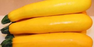 Fresh Yellow Zucchini