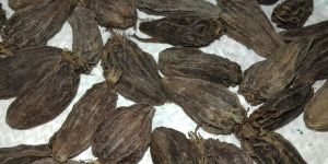 Black Cardamom