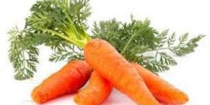 Fresh Carrot