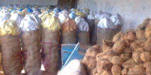 Fully Husked Coconut - 02