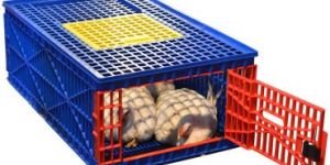Poultry Cages