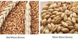 Wheat Whole