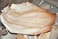 Areca Leaf