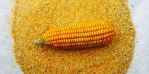 Maize Powder
