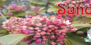 Sandal Incense Sticks