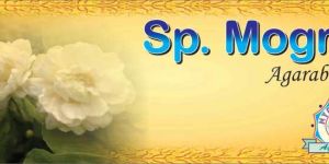 Special Mogra Incense Sticks