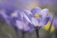 Plant Growth Stimulants