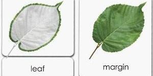 Leaf Cards
