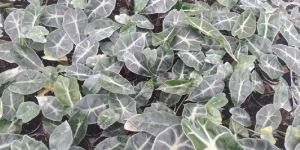 Alocasia Plant