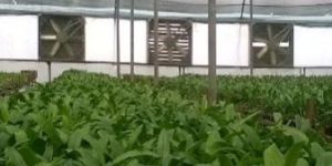 Dendrobium Orchid Plant