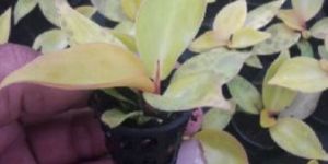 Philodendron Red Congo Plant