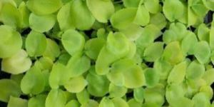 Selloum Golden Plant