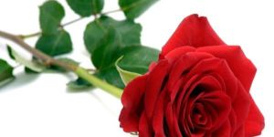 Fresh Red Rose
