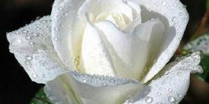 Fresh White Rose