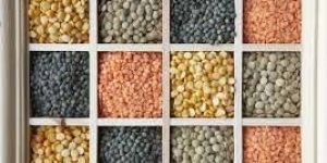 Indian Pulses