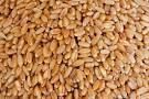 Indian Wheat