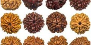 Rudraksha