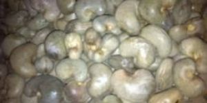 Cashew Nut in Shell
