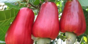 Good Quality Raw Cashew Nut