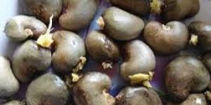 High Quality Raw Cashew Nuts