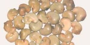 Raw Cashew in Shell
