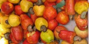 Raw Cashew Nut