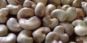 Top Quality Raw Cashew Nut