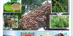 Saw Palmetto Fruit Extract 5% Gc or Hplc