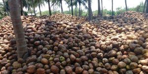 Pollachi Fresh Coconuts