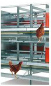 Alternative Layer Houses