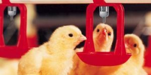 Floor-watering system