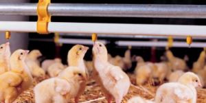 Floor-watering system without cups