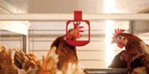 LUBING Drinking System